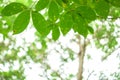 Leaf Light,Green leaves patternÃ¢â¬â¹ background